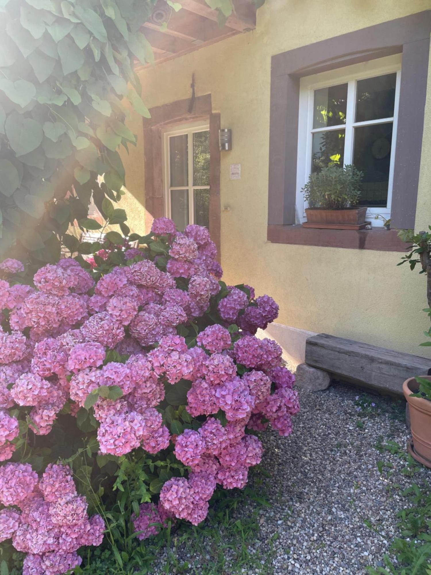 Ferienwohnung Südliche Weinstraße zwischen Wald und Reben Klingenmünster Exterior foto